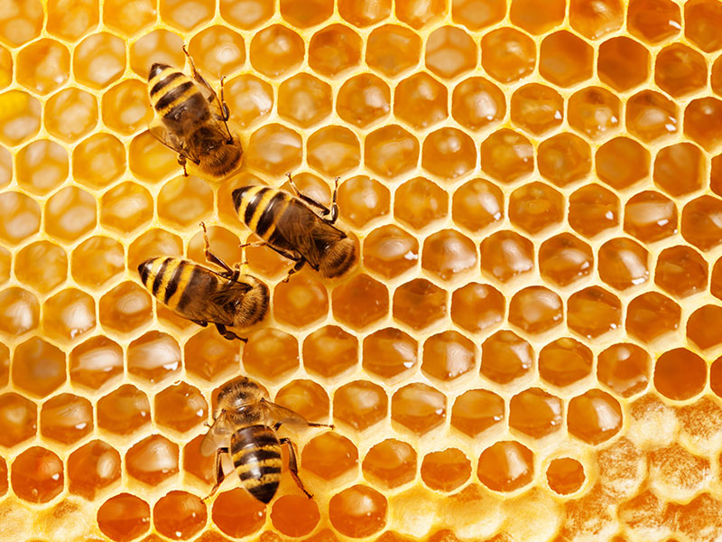 Honey Sleuths Clamping Down on China’s Fake Honey