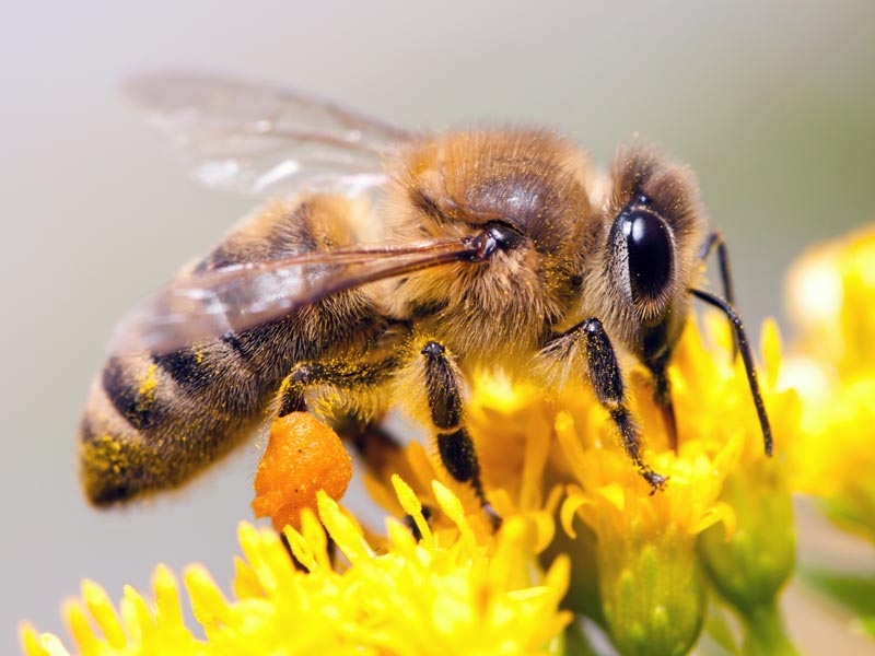 What Is It Like to Be a Bee?