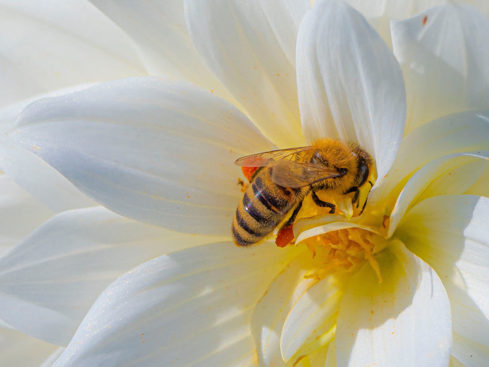 Pollen Alters Amino Acid Levels in the Honey Bee Brain