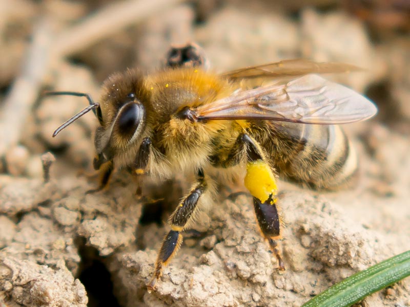 Is There a Correct Color for Bees? A Toxic Topic in Austia